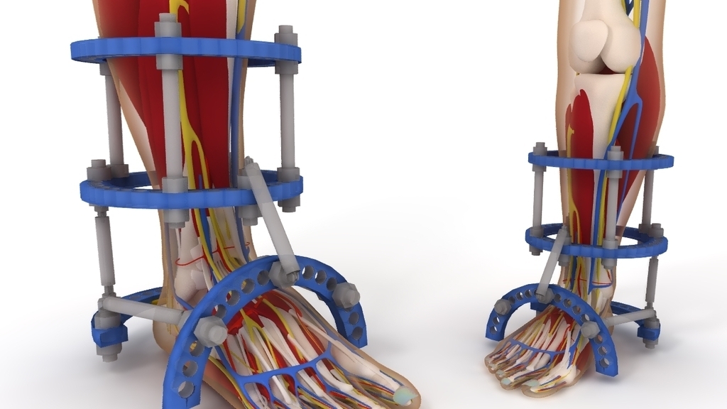 人體足部&下肢解剖學模型