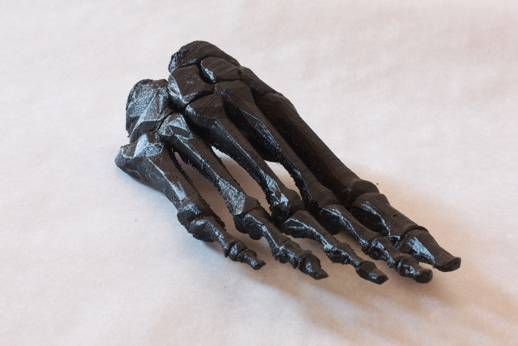 人体模型-脚骨