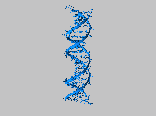 DNA模型0