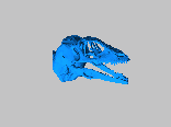 恐龙头骨0