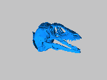恐龙头骨2