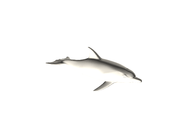 海豚Dolphin_t